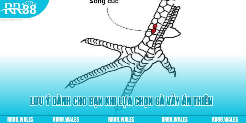 777vin777 xổ số khánh hòa